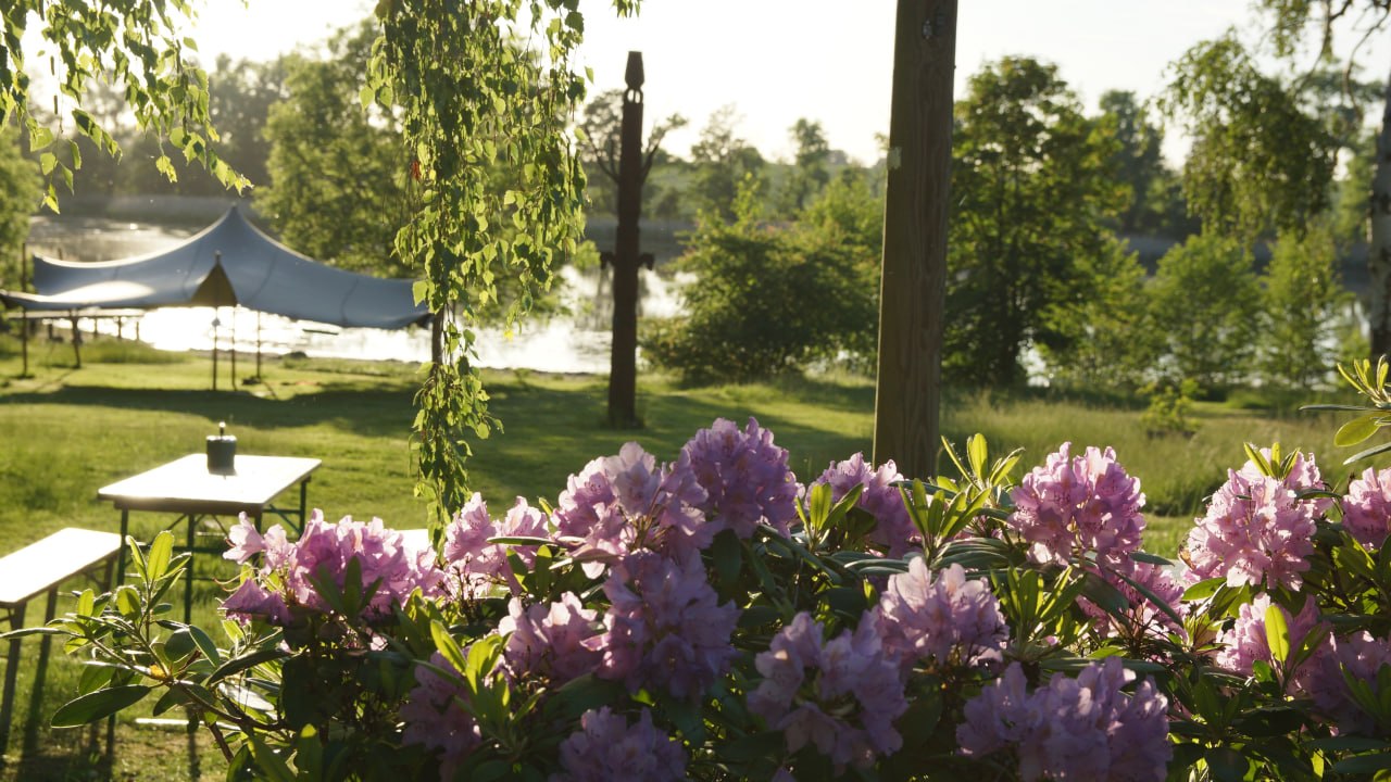 Blühender Rhododendron und Stretchzelt am See im goldenen Abendlicht