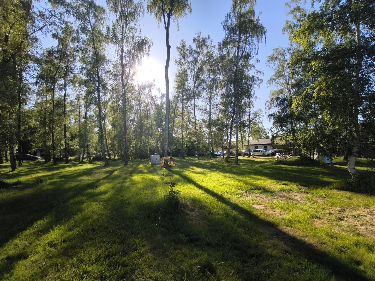 Sonnendurchfluteter Birkenhain mit weiter Wiese auf dem Campingplatzgelände